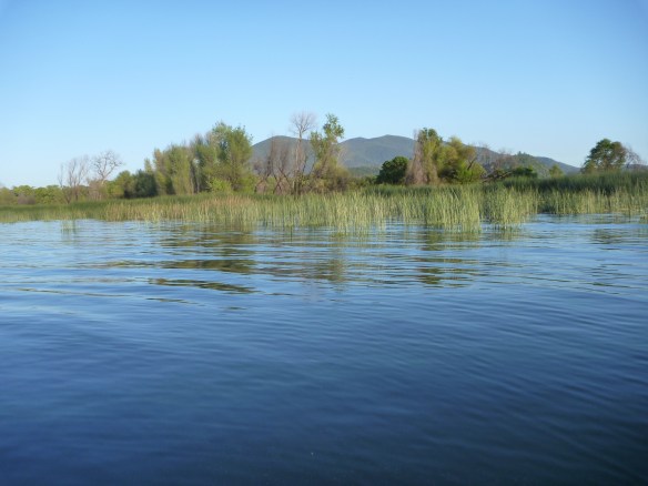 beds all up in the tules