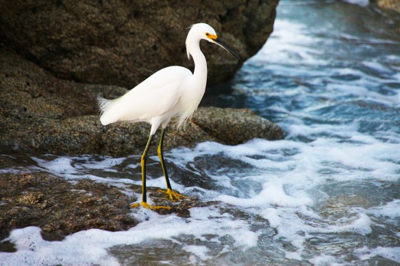 egret1