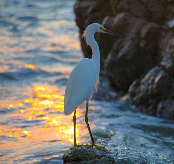 egret