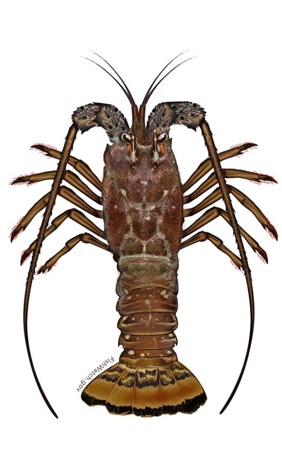 lobsterspinytemp1000